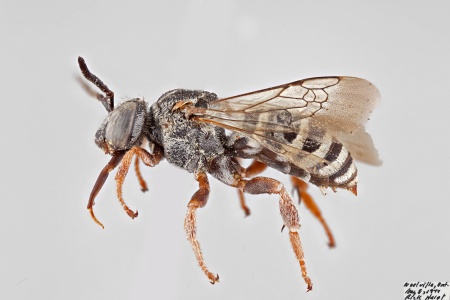 [Triepeolus michiganensis male (lateral/side view) thumbnail]